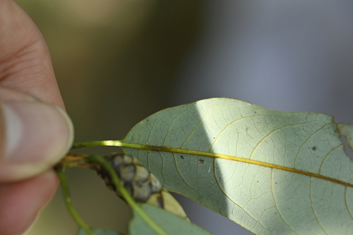 Image of Litsea acuminata by (c) 曾昱承 Yu-Cheng Zeng, some rights reserved (CC BY)