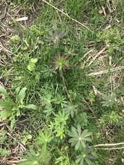 Lupinus perennis