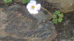 Oxalis dentata
