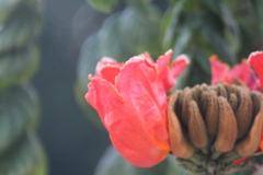 Spathodea campanulata