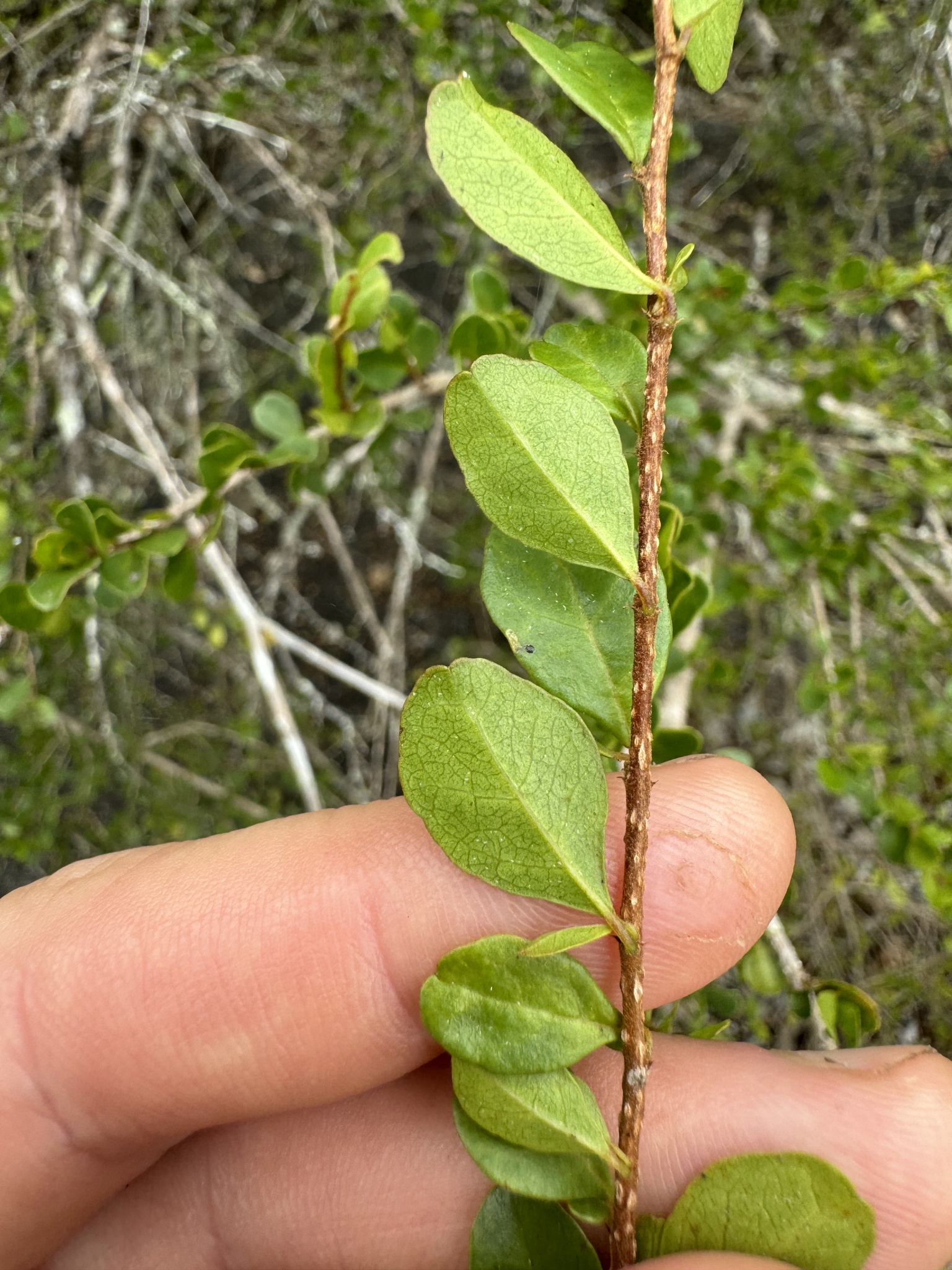 Petalostigma banksii Britten & S.Moore 2