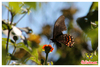 Mariposa Cometa Negra de Manchas Rosas Mexicana - Photo (c) Ale Türkmen, algunos derechos reservados (CC BY-NC-SA), subido por Ale Türkmen