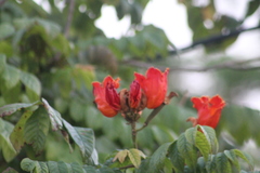 Spathodea campanulata