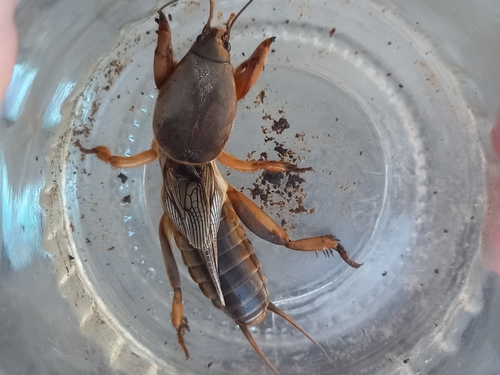 European Mole Cricket