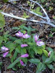 Rhinotropis californica
