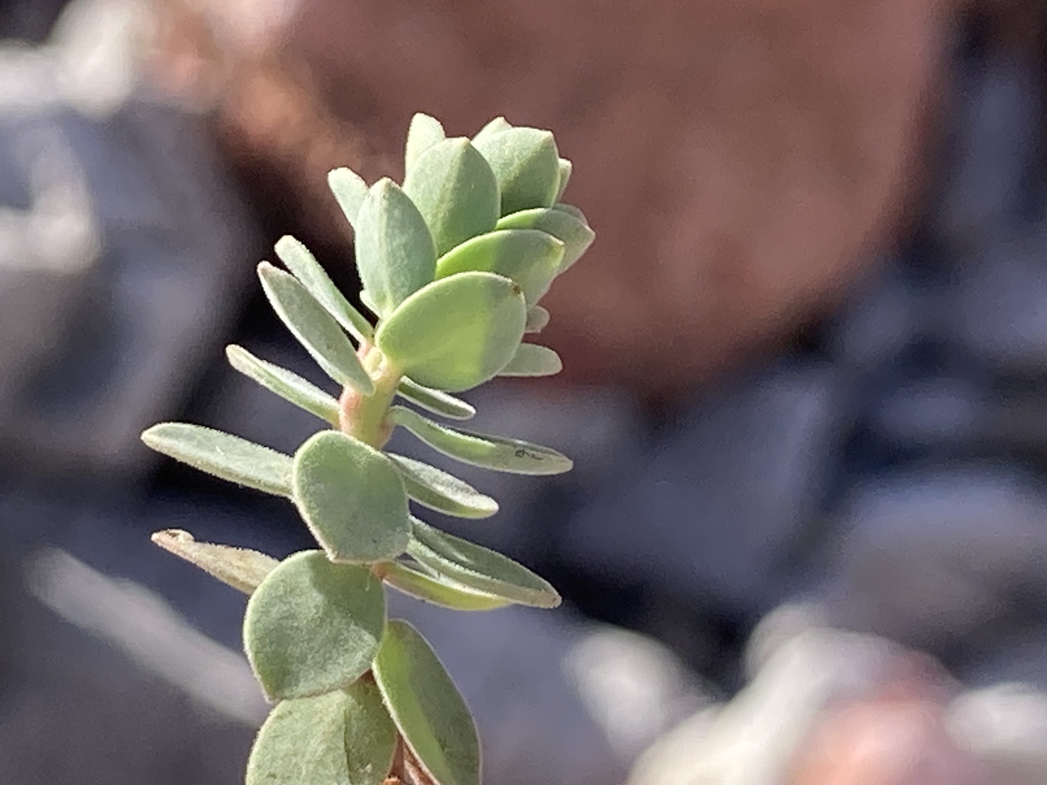 Euphorbia pestalozzae