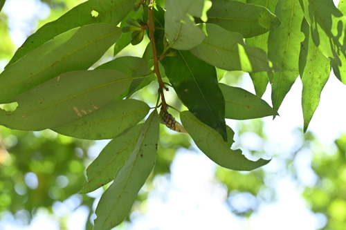 Image of Litsea acuminata by (c) 曾昱承 Yu-Cheng Zeng, some rights reserved (CC BY)