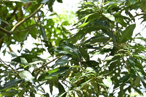 Image of Litsea acuminata by (c) 曾昱承 Yu-Cheng Zeng, some rights reserved (CC BY)