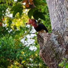 Helmeted Hornbill photo 1