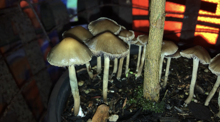 Psilocybe tasmaniana from North Island / Te Ika-a-Māui, Upper Hutt ...