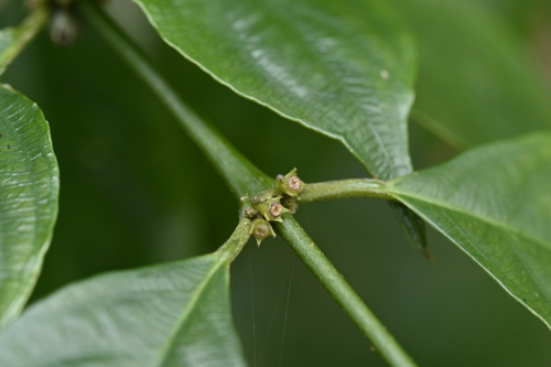 Image of Lasianthus fordii by (c) 曾昱承 Yu-Cheng Zeng, some rights reserved (CC BY)
