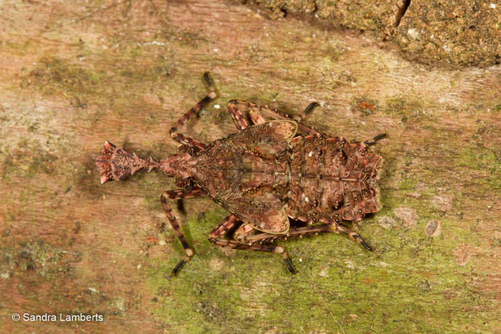 Albunea Peineta main image 1
