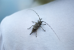 Acanthocinus aedilis