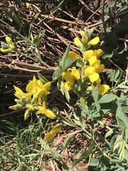 Thermopsis montana