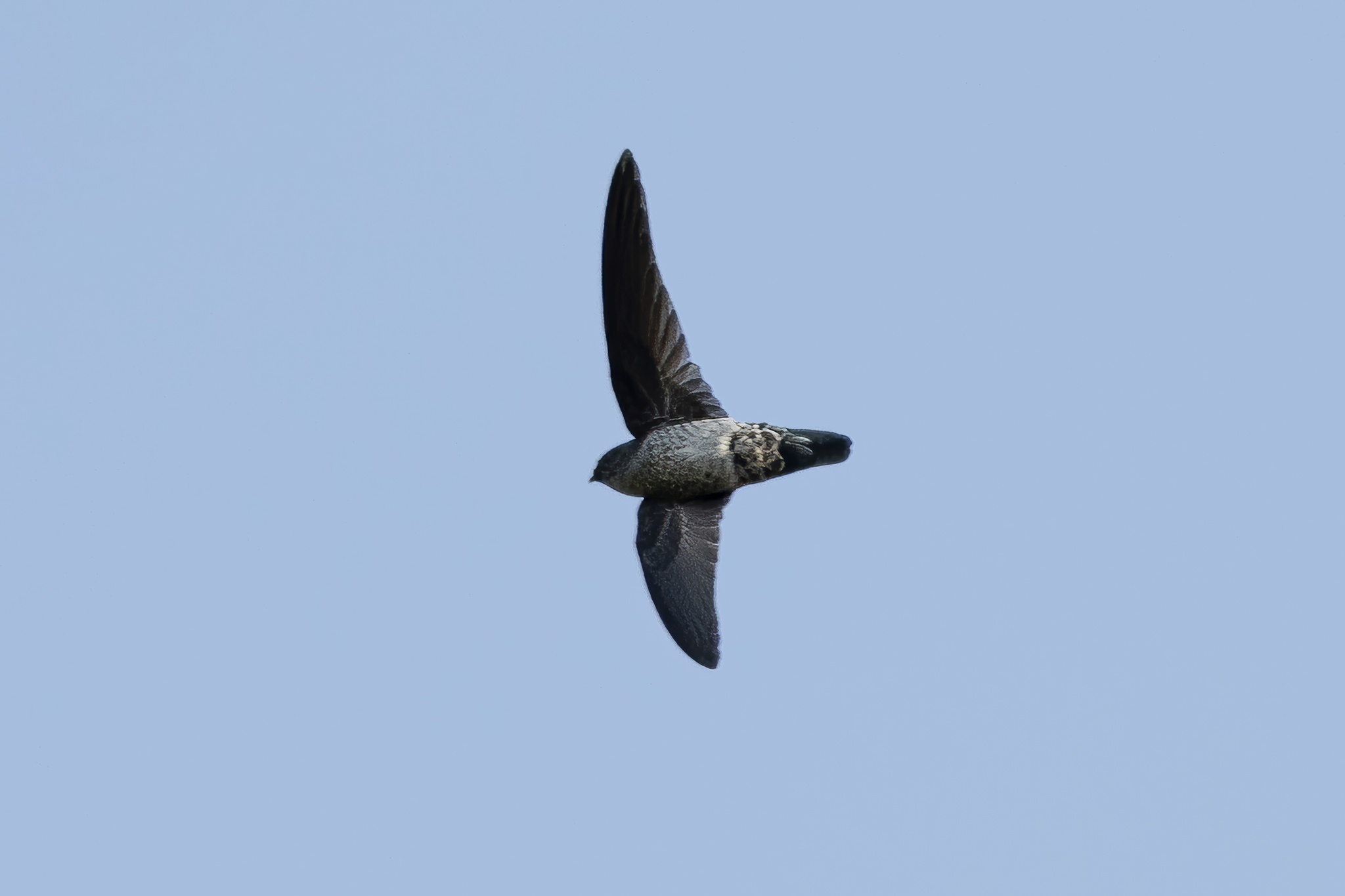 Grey-rumped Swiftlet illustration