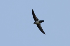 Grey-Rumped Swiftlet photo 2