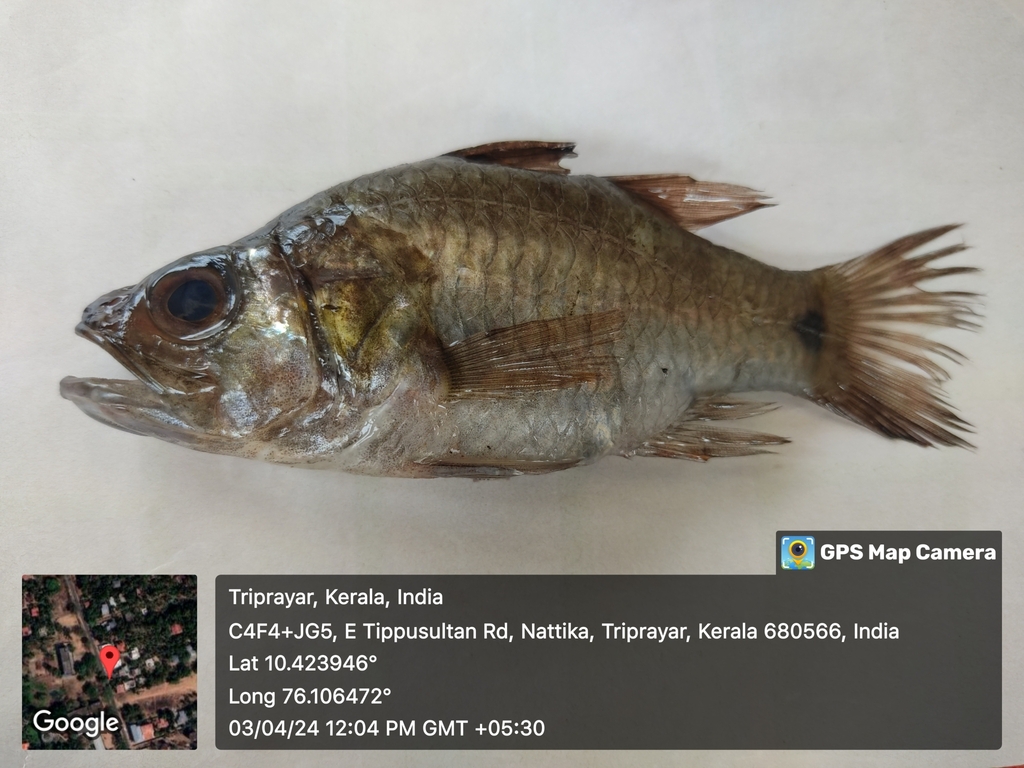 Hump-backed Cardinal-fish