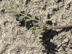 Astragalus didymocarpus