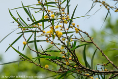 Acacia confusa