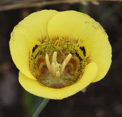 Calochortus superbus