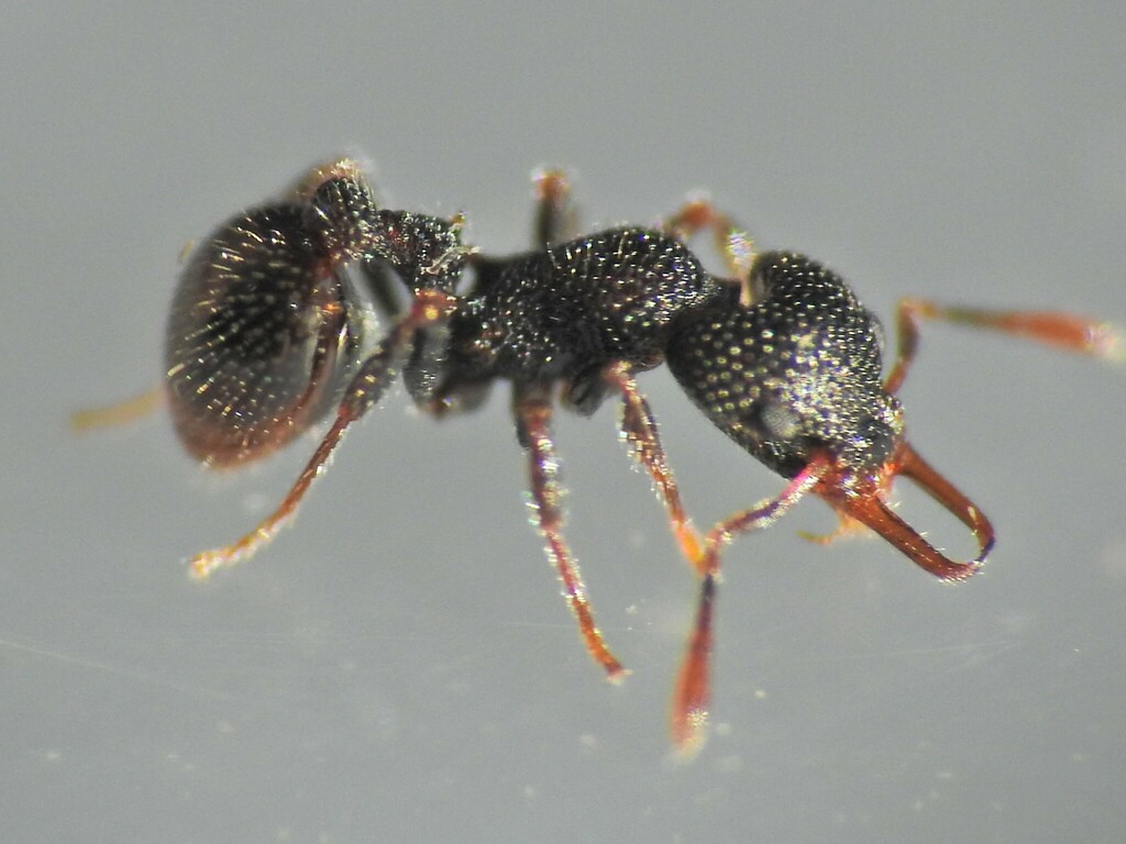 Epopostruma alata species group