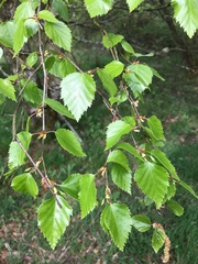 Betula pendula