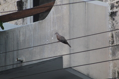 Streptopelia decaocto