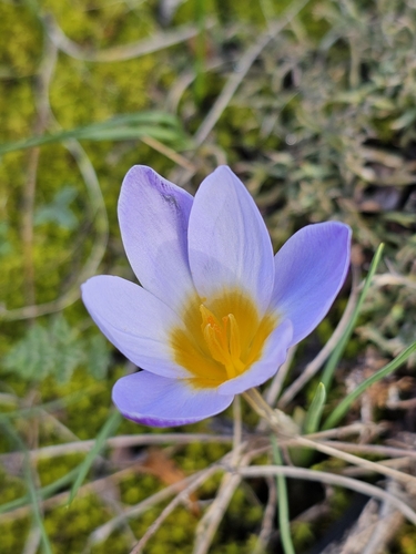 Silvery Crocus