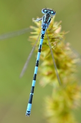 Coenagrion mercuriale