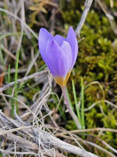 Silvery Crocus