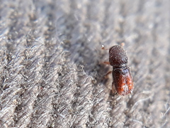 Pityogenes chalcographus