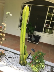 Cactaceae