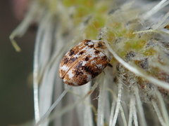 Anthrenus picturatus