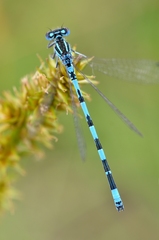 Coenagrion mercuriale