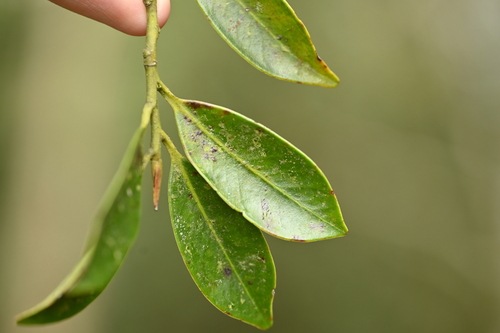 Image of Cleyera japonica by (c) 曾昱承 Yu-Cheng Zeng, some rights reserved (CC BY)