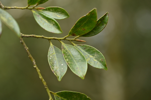 Image of Cleyera japonica by (c) 曾昱承 Yu-Cheng Zeng, some rights reserved (CC BY)