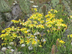 Senecio lyonii