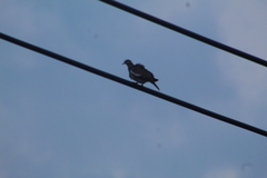 Streptopelia decaocto