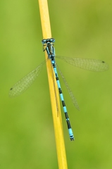 Coenagrion mercuriale