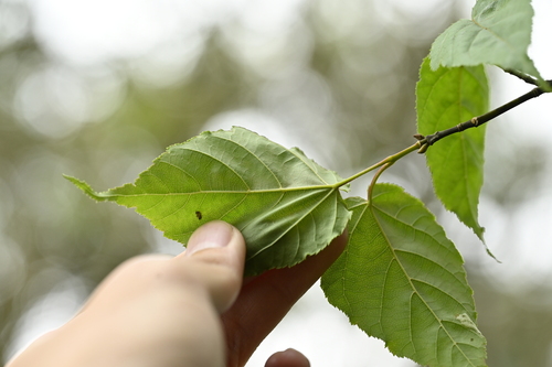 Image of Acer caudatifolium by (c) 曾昱承 Yu-Cheng Zeng, some rights reserved (CC BY)