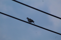 Streptopelia decaocto