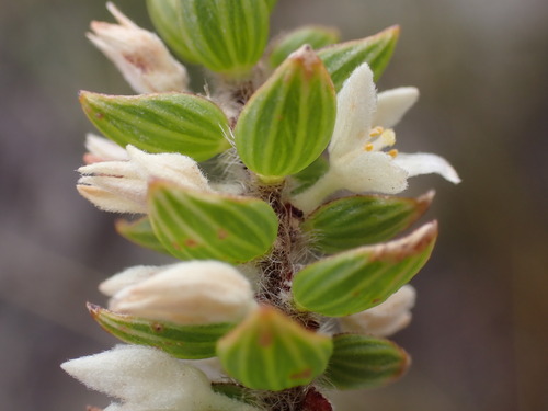 Broom Stripper (Lachnaea ruscifolia)