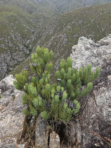 Protea aristata, photograph 2