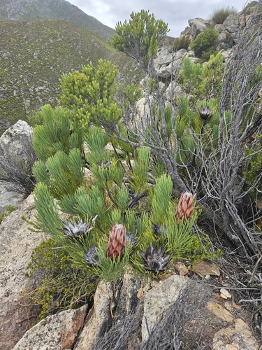 Ladismith Sugarbush (Protea aristata)
