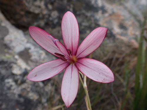 Geissorhiza fourcadei