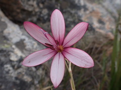 Geissorhiza fourcadei