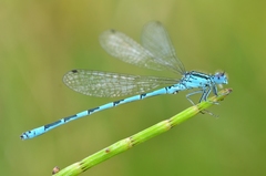 Coenagrion mercuriale