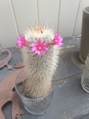 Mammillaria spinosissima
