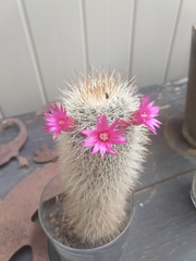 Mammillaria spinosissima