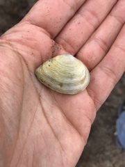 Cumingia californica